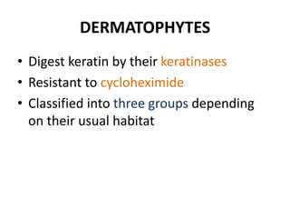 DERMATOPHYTES
• Digest keratin by their keratinases
• Resistant to cycloheximide
• Classified into three groups depending
on their usual habitat
 