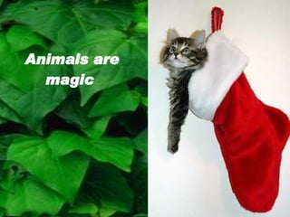 Animals are magic   