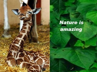 Nature is amazing   