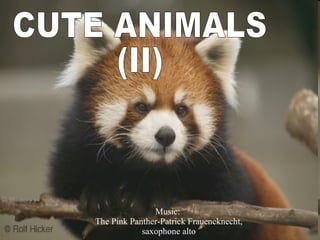 CUTE ANIMALS  (II) Music:  The Pink Panther-Patrick Frauencknecht, saxophone alto 