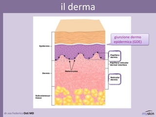 dr.ssa Federica Osti MD
il derma
giunzione dermo
epidermica (GDE)
 