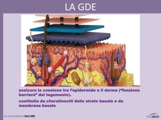 dr.ssa Federica Osti MD
LA GDE
assicura la coesione tra l’epidermide e il derma (“funzione
barriera” del tegumento).
costituita da cheratinociti dello strato basale e da
membrana basale
 