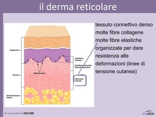 dr.ssa Federica Osti MD
il derma reticolare
tessuto connettivo denso
molte fibre collagene
molte fibre elastiche
organizzate per dare
resistenza alle
deformazioni (linee di
tensione cutanea)
 