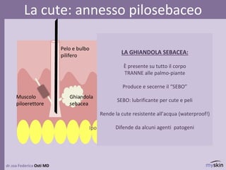 dr.ssa Federica Osti MD
La cute: annesso pilosebaceo
epidermide
derma
Ipoderma/sottocute
Ghiandola
sebacea
Pelo e bulbo
pilifero
Muscolo
piloerettore
LA GHIANDOLA SEBACEA:
È presente su tutto il corpo
TRANNE alle palmo-piante
Produce e secerne il “SEBO”
SEBO: lubrificante per cute e peli
Rende la cute resistente all’acqua (waterproof!)
Difende da alcuni agenti patogeni
 