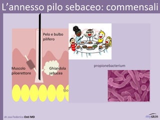 dr.ssa Federica Osti MD
L’annesso pilo sebaceo: commensali
epidermide
derma
Ipoderma/sottocute
Ghiandola
sebacea
Pelo e bulbo
pilifero
Muscolo
piloerettore
propionebacterium
 