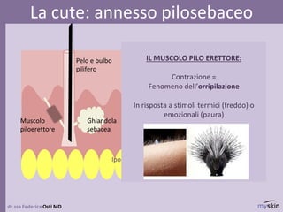 dr.ssa Federica Osti MD
La cute: annesso pilosebaceo
epidermide
derma
Ipoderma/sottocute
Ghiandola
sebacea
Pelo e bulbo
pilifero
Muscolo
piloerettore
IL MUSCOLO PILO ERETTORE:
Contrazione =
Fenomeno dell’orripilazione
In risposta a stimoli termici (freddo) o
emozionali (paura)
 