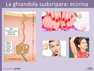 dr.ssa Federica Osti MD
La ghiandola sudoripara: eccrina
 
