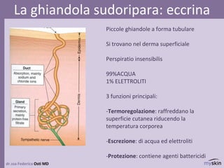 dr.ssa Federica Osti MD
La ghiandola sudoripara: eccrina
Piccole ghiandole a forma tubulare
Si trovano nel derma superficiale
Perspiratio insensibilis
99%ACQUA
1% ELETTROLITI
3 funzioni principali:
-Termoregolazione: raffreddano la
superficie cutanea riducendo la
temperatura corporea
-Escrezione: di acqua ed elettroliti
-Protezione: contiene agenti battericidi
 