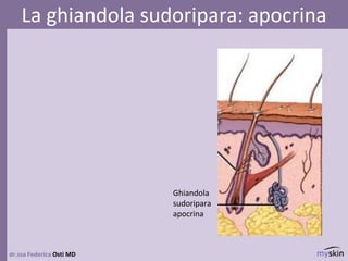 dr.ssa Federica Osti MD
La ghiandola sudoripara: apocrina
Ghiandola
sudoripara
apocrina
 
