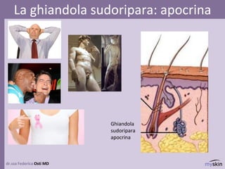 dr.ssa Federica Osti MD
La ghiandola sudoripara: apocrina
Ghiandola
sudoripara
apocrina
 