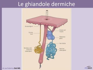 dr.ssa Federica Osti MD
Le ghiandole dermiche
 