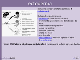 5
dr.ssa Federica Osti MD
ectoderma
Nell'uomo compare alla terza settimana di
embriogenesi.
Dall'ectoderma origineranno:
- epidermide e sue strutture derivate,
- rivestimento epiteliale interno della bocca e del
retto,
- recettori sensoriali epidermici,
- cornea e cristallino,
- midollare surrenale,
- smalto dei denti,
- ossa dermiche
- tessuto nervoso, mediante il processo detto
di neurulazione.
Verso il 18º giorno di sviluppo embrionale, il mesoderma induce parte dell'ectod
 