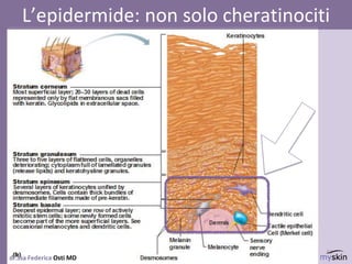 52
dr.ssa Federica Osti MD
L’epidermide: non solo cheratinociti
 