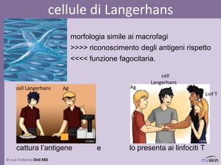 cellule di Langerhans
dr.ssa Federica Osti MD
morfologia simile ai macrofagi
>>>> riconoscimento degli antigeni rispetto
<<<< funzione fagocitaria.
cattura l’antigene e lo presenta ai linfociti T
cell Langerhans
cell
Langerhans
Ag Ag
Linf T
 