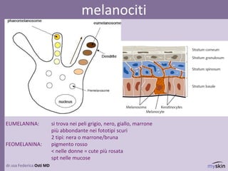 dr.ssa Federica Osti MD
melanociti
EUMELANINA: si trova nei peli grigio, nero, giallo, marrone
più abbondante nei fototipi scuri
2 tipi: nera o marrone/bruna
FEOMELANINA: pigmento rosso
< nelle donne = cute più rosata
spt nelle mucose
 