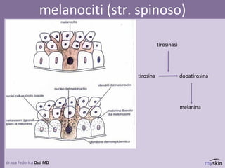dr.ssa Federica Osti MD
melanociti (str. spinoso)
tirosinasi
tirosina dopatirosina
melanina
 