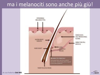 dr.ssa Federica Osti MD
ma i melanociti sono anche più giù!
 