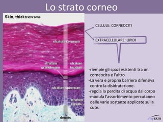 dr.ssa Federica Osti MD
Lo strato corneo
-riempie gli spazi esistenti tra un
corneocita e l'altro
-La vera e propria barriera difensiva
contro la disidratazione.
-regola la perdita di acqua dal corpo
-modula l'assorbimento percutaneo
delle varie sostanze applicate sulla
cute.
CELLULE: CORNEOCITI
EXTRACELLULARE: LIPIDI
 