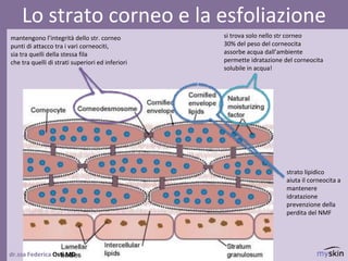 dr.ssa Federica Osti MD
Lo strato corneo e la esfoliazione
mantengono l’integrità dello str. corneo
punti di attacco tra i vari corneociti,
sia tra quelli della stessa fila
che tra quelli di strati superiori ed inferiori
si trova solo nello str corneo
30% del peso del corneocita
assorbe acqua dall’ambiente
permette idratazione del corneocita
solubile in acqua!
strato lipidico
aiuta il corneocita a
mantenere
idratazione
prevenzione della
perdita del NMF
 