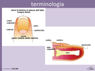 dr.ssa Federica Osti MD
terminologia
parte visibile della matrice
dove la lamina si stacca dal letto
 