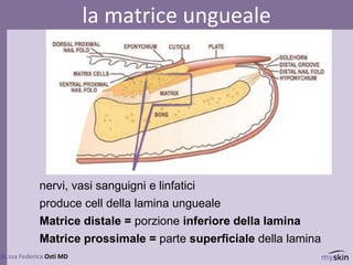 dr.ssa Federica Osti MD
la matrice ungueale
nervi, vasi sanguigni e linfatici
produce cell della lamina ungueale
Matrice distale = porzione inferiore della lamina
Matrice prossimale = parte superficiale della lamina
 