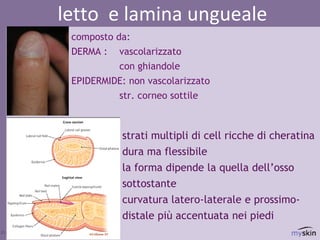 dr.ssa Federica Osti MD
letto e lamina ungueale
composto da:
DERMA : vascolarizzato
con ghiandole
EPIDERMIDE: non vascolarizzato
str. corneo sottile
strati multipli di cell ricche di cheratina
dura ma flessibile
la forma dipende la quella dell’osso
sottostante
curvatura latero-laterale e prossimo-
distale più accentuata nei piedi
 