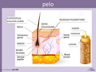 79
dr.ssa Federica Osti MD
pelo
FUSTO/STELO:
estremità visibile
RADICE
OSTIO
FOLLICOLARE
MUSCOLO PILOERETTORE
BULBO
PILIFERO
cuticola
corteccia
midollo
 