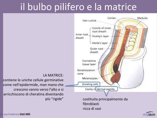 81
dr.ssa Federica Osti MD
il bulbo pilifero e la matrice
LA MATRICE:
contiene le uniche cellule germinative
come nell’epidermide, man mano che
crescono vanno verso l’alto e si
arricchiscono di cheratina diventando
più “rigide” costituita principalmente da
fibroblasti
ricca di vasi
 