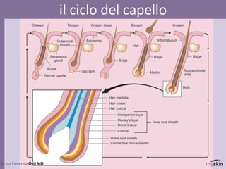 86
dr.ssa Federica Osti MD
il ciclo del capello
 