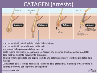 88
dr.ssa Federica Osti MD
CATAGEN (arresto)
si arresta attività mitotica delle cellule della matrice
si arresta attività metabolica dei melanociti
scomparsa della guaina epiteliale interna
poi la guaina epiteliale esterna forma un "sacco" che circonda le ultime cellule prodotte
dalla matrice (in lento movimento di risalita); i
il bulbo rimane collegato alla papilla tramite una colonna cellulare, le ultime prodotte dalla
matrice
Questa fase dura il tempo necessario (funzione della profondità) al bulbo per risalire fino al
colletto e termina con la perdita della guaina
 