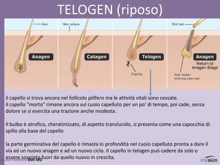 89
dr.ssa Federica Osti MD
TELOGEN (riposo)
il capello si trova ancora nel follicolo pilifero ma le attività vitali sono cessate.
il capello "morto" rimane ancora sul cuoio capelluto per un po' di tempo, poi cade, senza
dolore se si esercita una trazione anche modesta.
Il bulbo è atrofico, cheratinizzato, di aspetto translucido, si presenta come una capocchia di
spillo alla base del capello
la parte germinativa del capello è rimasta in profondità nel cuoio capelluto pronta a dare il
via ad un nuovo anagen e ad un nuovo ciclo. Il capello in telogen può cadere da solo o
essere sospinto fuori da quello nuovo in crescita.
 