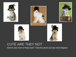 CUTE ARE THEY NOT
Want to see more of these hats? Click the photo and see what happens
 