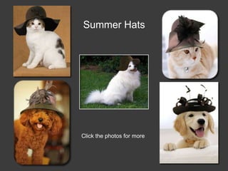 Summer Hats




Click the photos for more
 