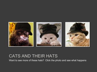 CATS AND THEIR HATS
Want to see more of these hats? Click the photo and see what happens
 