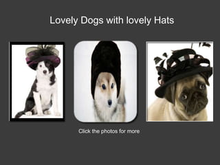Lovely Dogs with lovely Hats




      Click the photos for more
 