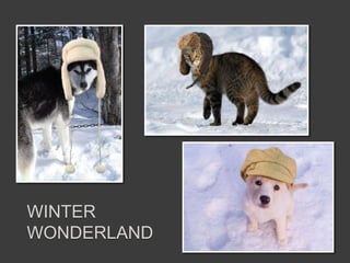 WINTER
WONDERLAND
 