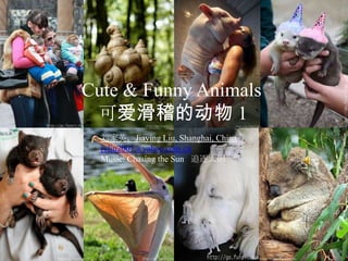Cute & Funny Animals 1 可爱滑稽的动物 (1)