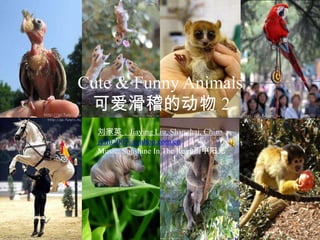 Cute & Funny Animals 2 可爱滑稽的动物 (2).