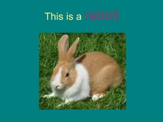 This is a  rabbit 