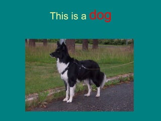 This is a  dog 