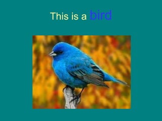 This is a  bird 