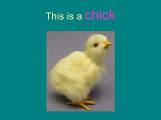 This is a  chick 