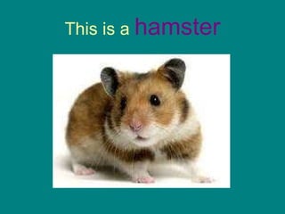This is a  hamster 