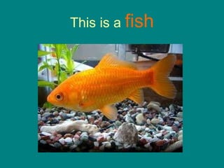 This is a  fish 