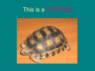 This is a  tortoise 