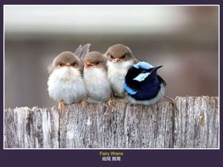 Cute Photos of Huddling Birds (小鳥擠在一起的可愛照片).ppsx