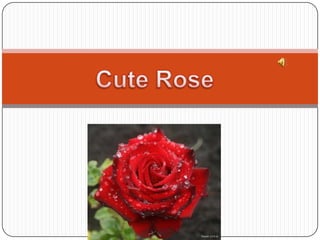 Cute Rose 