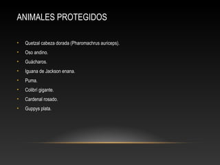 ANIMALES PROTEGIDOS
• Quetzal cabeza dorada (Pharomachrus auriceps).
• Oso andino.
• Guácharos.
• Iguana de Jackson enana.
• Puma.
• Colibrí gigante.
• Cardenal rosado.
• Guppys plata.
 