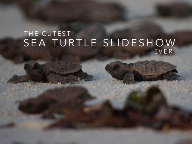 the cutest sea turtle slideshow ever