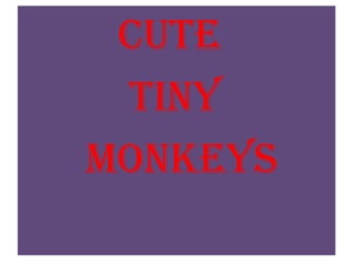          Cute            Tiny       monkeys 